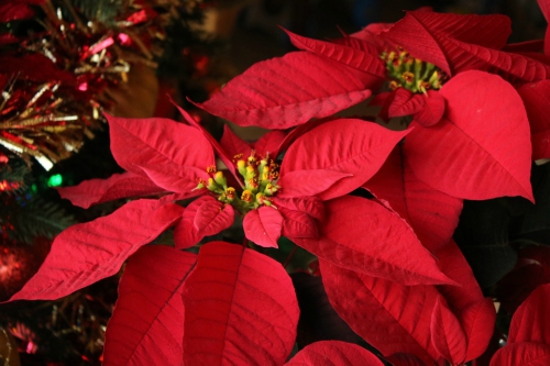 Pre-Order Christmas Poinsettias